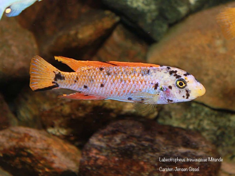 Labeotropheus trewavasae 'Mitande Reef (Rocks)'